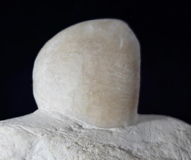 Conulus subrotundus (MANTELL 1822) - Bild © FossNet FossilienStore